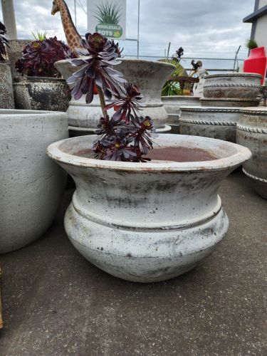 Flared Cosmo Pond/Planter