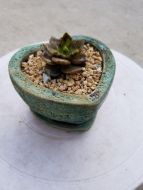 Mini Pot- Size 10x8Hcm