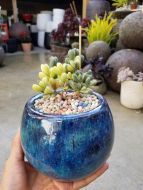 Mini Pot- Size 13 x 10H cm